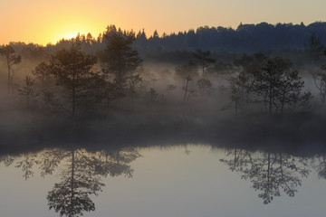 Sunrise in the misty bog