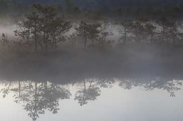 Reflection in the misty bog water
