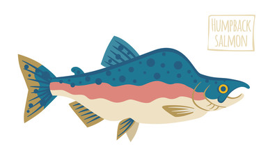Humpback Salmon, vector cartoon illustration