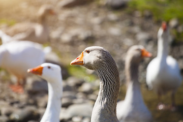 Geese grazing on pasture.