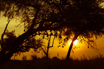 Nester der Webervögel im Sonnenuntergang - Okavango, Namibia