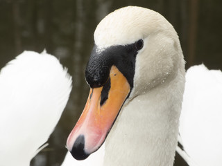 Obraz premium head of nice swan