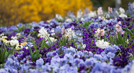 Decorative violets on the flowerbed in city park