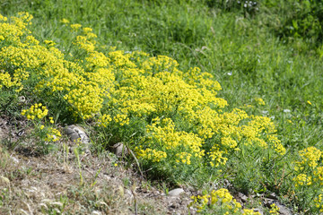 flowers of eufhorbia