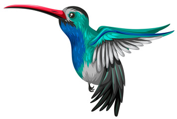 Humingbird flying on white background