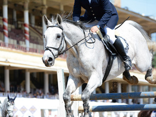 Obraz premium Gray sport horse in a jump. Show jumping
