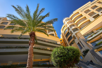Palm Tree in Malta