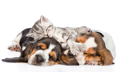 Funny kitten lying on the puppies basset hound. isolated on whit