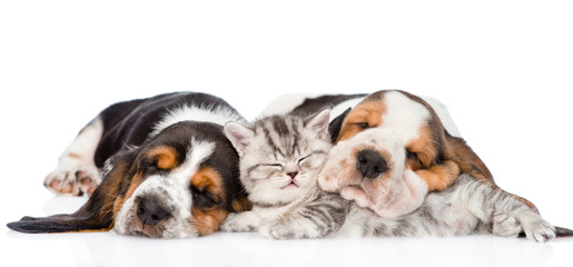 Tabby kitten sleeping with Basset hound puppies. isolated on whi
