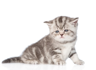 Sad tabby kitten. isolated on white background