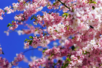 Fototapeta premium Beautiful pink flowers of cherry on blue sky background