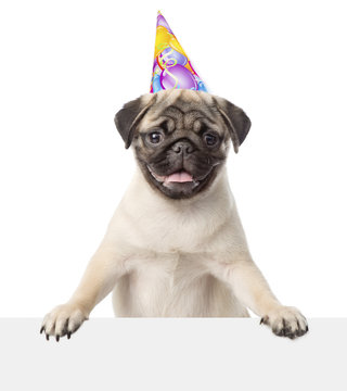 Pug puppy with birthday hat peeking from behind empty board. iso