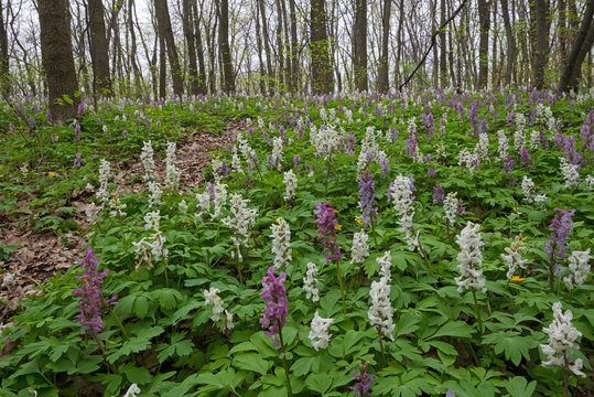 multicoloured flower-bed  in forest