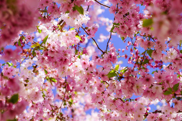 Beautiful pink flowers of cherry on blue sky background