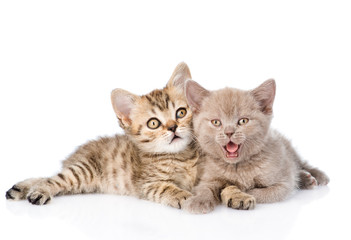 Obraz premium Two funny kittens lying together. isolated on white background