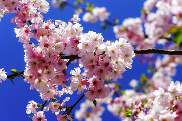 Beautiful pink flowers of cherry on blue sky background