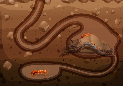 Ant colony living underground