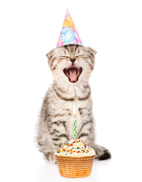 laughing cat cat  with birthday hat and cake. isolated on white