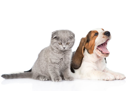 Kitten and yawning basset hound puppy together. isolated on whit