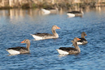 Greylag geese swimming in a lake with small waves