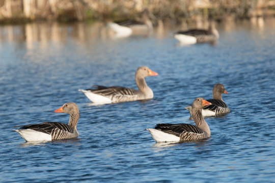 Greylag geese swimming in a lake with small waves
