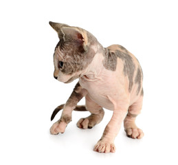 The Canadian sphynx isolated on white background