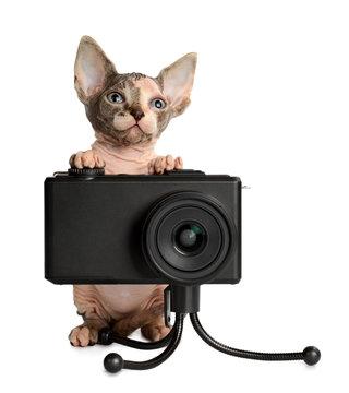 The Canadian sphynx with camera
