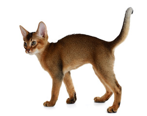 Obraz premium Cute kitten isolated on white background