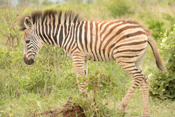 Fototapeta na wymiar Burchell's zebra foal quietly following the herd