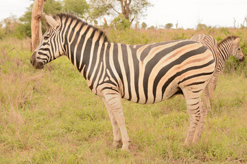 Fototapeta na wymiar Burchell's zebra mare alert to other movement in the bush before moving forward