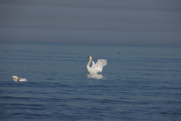 white swan Baltic sea