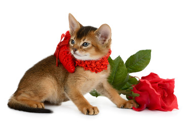 Valentine theme kitten with red heart and rose