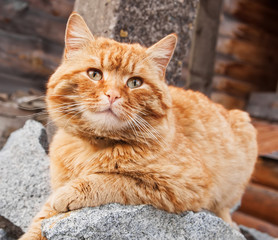 red serious cat lying on the grey stones