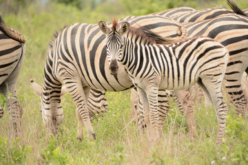 Obraz na płótnie Canvas Burchell's zebra foal looking intently at the photographer with the herd in the background