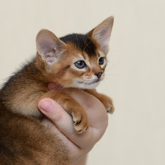 Portrait of a cute kitten in female hands