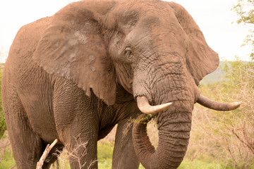 Fototapeta na wymiar African elephant bull browsing on new growth