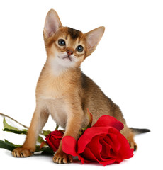 Valentine theme kitten with red rose