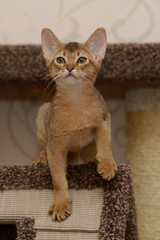 Portrait of a cute abyssinian kitten