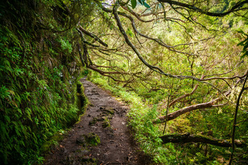 footpath in the shade of trees