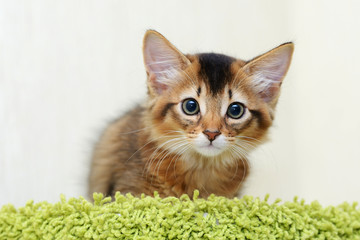 Portrait of a cute somali kitten in the house