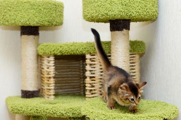Portrait of a cute somali kitten in the house