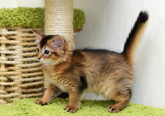 Portrait of a cute somali kitten in the house
