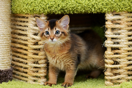 Portrait of a cute somali kitten in the house