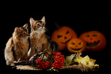 Scary halloween pumpkin jack-o-lantern and somali kitten on black background
