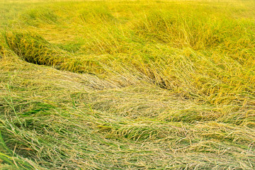 Yellow paddy rice plant falling. spike rice field