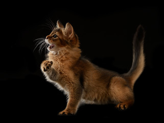 Cute somali kitten on the black background