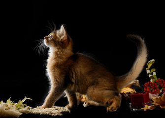Cute somali kitten on the black background