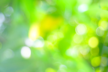 Blur green tree with bokeh light background