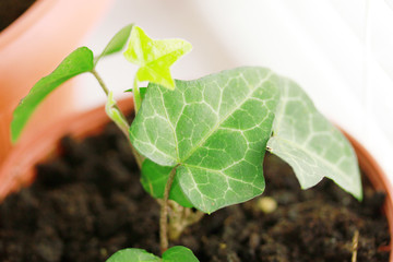 Potted hedera