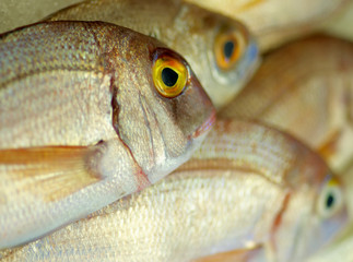 Raw Sea Bream